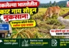 पिकलेल्या भातशेतीत मोकाट गाय सोडून नुकसान; राजापुरात कोंड्ये येथील एकावर गुन्हा दाखल पिकलेल्या भातशेतीत मोकाट गाय सोडून नुकसान; राजापुरात कोंड्ये येथील एकावर गुन्हा दाखल