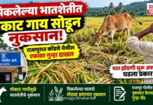 पिकलेल्या भातशेतीत मोकाट गाय सोडून नुकसान; राजापुरात कोंड्ये येथील एकावर गुन्हा दाखल पिकलेल्या भातशेतीत मोकाट गाय सोडून नुकसान; राजापुरात कोंड्ये येथील एकावर गुन्हा दाखल
