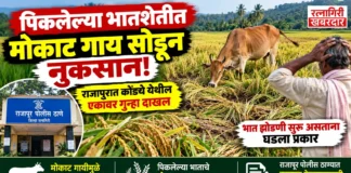 पिकलेल्या भातशेतीत मोकाट गाय सोडून नुकसान; राजापुरात कोंड्ये येथील एकावर गुन्हा दाखल
