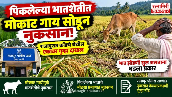 पिकलेल्या भातशेतीत मोकाट गाय सोडून नुकसान; राजापुरात कोंड्ये येथील एकावर गुन्हा दाखल पिकलेल्या भातशेतीत मोकाट गाय सोडून नुकसान; राजापुरात कोंड्ये येथील एकावर गुन्हा दाखल