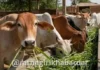 Fodder Transport Ban: राज्यातील भीषण दुष्काळाच्या पार्श्वभूमीवर सरकारचा मोठा निर्णय; चाऱ्याच्या परराज्य वाहतुकीवर बंदी; 'जीआर' जारी