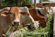 Fodder Transport Ban: राज्यातील भीषण दुष्काळाच्या पार्श्वभूमीवर सरकारचा मोठा निर्णय; चाऱ्याच्या परराज्य वाहतुकीवर बंदी; 'जीआर' जारी