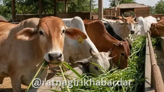 Fodder Transport Ban: राज्यातील भीषण दुष्काळाच्या पार्श्वभूमीवर सरकारचा मोठा निर्णय; चाऱ्याच्या परराज्य वाहतुकीवर बंदी; 'जीआर' जारी Fodder Transport Ban: राज्यातील भीषण दुष्काळाच्या पार्श्वभूमीवर सरकारचा मोठा निर्णय; चाऱ्याच्या परराज्य वाहतुकीवर बंदी; 'जीआर' जारी