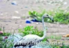 Guhagar Flamingo Bird: गुहागर-असगोलीत अवतरला गुलाबी पंखांचा दुर्मिळ परदेशी पाहुणा: असगोली समुद्रकिनाऱ्यावर पक्षीप्रेमींसाठी आनंदवार्ता