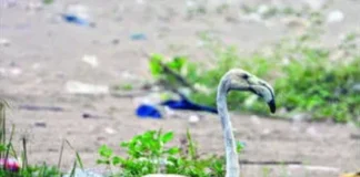 Guhagar Flamingo Bird: गुहागर-असगोलीत अवतरला गुलाबी पंखांचा दुर्मिळ परदेशी पाहुणा: असगोली समुद्रकिनाऱ्यावर पक्षीप्रेमींसाठी आनंदवार्ता
