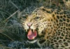 Guhagar Leopard News: तळवली परिसरात बिबट्याची दहशत; वनविभागाकडून पाहणी करून नागरिकांना सतर्कतेचा इशारा