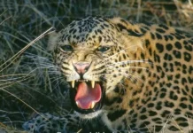 Guhagar Leopard News: तळवली परिसरात बिबट्याची दहशत; वनविभागाकडून पाहणी करून नागरिकांना सतर्कतेचा इशारा