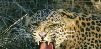 Guhagar Leopard News: तळवली परिसरात बिबट्याची दहशत; वनविभागाकडून पाहणी करून नागरिकांना सतर्कतेचा इशारा