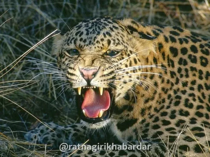 Guhagar Leopard News: तळवली परिसरात बिबट्याची दहशत; वनविभागाकडून पाहणी करून नागरिकांना सतर्कतेचा इशारा Guhagar Leopard News: तळवली परिसरात बिबट्याची दहशत; वनविभागाकडून पाहणी करून नागरिकांना सतर्कतेचा इशारा