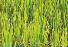 Konkan drought News: चिपळूण-गुहागर तालुक्यांत भात, नाचणी पिकांवर करपा रोगाचे सावट; ५० टक्के पाऊस कमी झाल्याने शेतकरी संकटात
