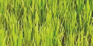 Konkan drought News: चिपळूण-गुहागर तालुक्यांत भात, नाचणी पिकांवर करपा रोगाचे सावट; ५० टक्के पाऊस कमी झाल्याने शेतकरी संकटात