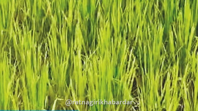 Konkan drought News: चिपळूण-गुहागर तालुक्यांत भात, नाचणी पिकांवर करपा रोगाचे सावट; ५० टक्के पाऊस कमी झाल्याने शेतकरी संकटात