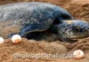 Konkan Sea Turtles: हंगामापूर्वीच कोकणात सागरी कासवांच्या विणीला प्रारंभ; गुहागर समुद्रकिनाऱ्यावर आढळले पहिले घरटे
