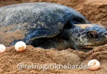 Konkan Sea Turtles: हंगामापूर्वीच कोकणात सागरी कासवांच्या विणीला प्रारंभ; गुहागर समुद्रकिनाऱ्यावर आढळले पहिले घरटे
