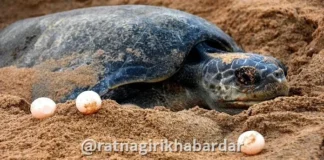 Konkan Sea Turtles: हंगामापूर्वीच कोकणात सागरी कासवांच्या विणीला प्रारंभ; गुहागर समुद्रकिनाऱ्यावर आढळले पहिले घरटे