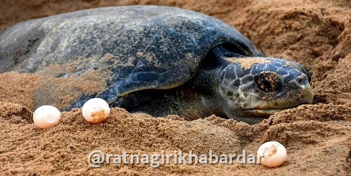 Konkan Sea Turtles: हंगामापूर्वीच कोकणात सागरी कासवांच्या विणीला प्रारंभ; गुहागर समुद्रकिनाऱ्यावर आढळले पहिले घरटे Konkan Sea Turtles: हंगामापूर्वीच कोकणात सागरी कासवांच्या विणीला प्रारंभ; गुहागर समुद्रकिनाऱ्यावर आढळले पहिले घरटे