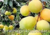 Mango Park Ratnagiri: मॅंगो पार्कच्या भूसंपादनापोटी ८० कोटी रुपयांचे वाटप; महिनाभरात प्रक्रिया पूर्ण होणार Mango Park Ratnagiri: मॅंगो पार्कच्या भूसंपादनापोटी ८० कोटी रुपयांचे वाटप; महिनाभरात प्रक्रिया पूर्ण होणार