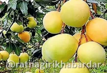 Mango Park Ratnagiri: मॅंगो पार्कच्या भूसंपादनापोटी ८० कोटी रुपयांचे वाटप; महिनाभरात प्रक्रिया पूर्ण होणार Mango Park Ratnagiri: मॅंगो पार्कच्या भूसंपादनापोटी ८० कोटी रुपयांचे वाटप; महिनाभरात प्रक्रिया पूर्ण होणार
