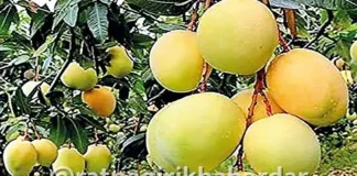 Mango Park Ratnagiri: मॅंगो पार्कच्या भूसंपादनापोटी ८० कोटी रुपयांचे वाटप; महिनाभरात प्रक्रिया पूर्ण होणार