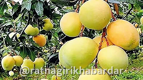 Mango Park Ratnagiri: मॅंगो पार्कच्या भूसंपादनापोटी ८० कोटी रुपयांचे वाटप; महिनाभरात प्रक्रिया पूर्ण होणार Mango Park Ratnagiri: मॅंगो पार्कच्या भूसंपादनापोटी ८० कोटी रुपयांचे वाटप; महिनाभरात प्रक्रिया पूर्ण होणार