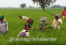 Punyashlok Ahilyadevi Holkar Shetkari Karjmukti Yojana 2026: शेतकरी कर्जमुक्ती योजनेची तिसरी यादी जाहीर; ३.५१ लाख शेतकरी पात्र Punyashlok Ahilyadevi Holkar Shetkari Karjmukti Yojana 2026: शेतकरी कर्जमुक्ती योजनेची तिसरी यादी जाहीर; ३.५१ लाख शेतकरी पात्र