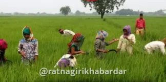 Punyashlok Ahilyadevi Holkar Shetkari Karjmukti Yojana 2026: शेतकरी कर्जमुक्ती योजनेची तिसरी यादी जाहीर; ३.५१ लाख शेतकरी पात्र