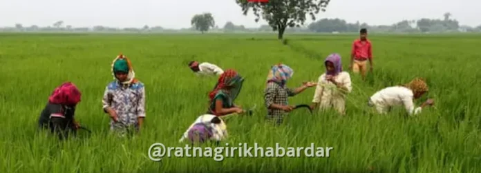 Punyashlok Ahilyadevi Holkar Shetkari Karjmukti Yojana 2026: शेतकरी कर्जमुक्ती योजनेची तिसरी यादी जाहीर; ३.५१ लाख शेतकरी पात्र