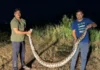 Python Rescued Chiplun: चिपळूण शहरात आरडीसीसी बँकेसमोर आढळला १२ फूट लांबीचा अजगर; सर्पमित्रांनी सुरक्षितरीत्या केले रेस्क्यू