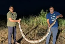Python Rescued Chiplun: चिपळूण शहरात आरडीसीसी बँकेसमोर आढळला १२ फूट लांबीचा अजगर; सर्पमित्रांनी सुरक्षितरीत्या केले रेस्क्यू