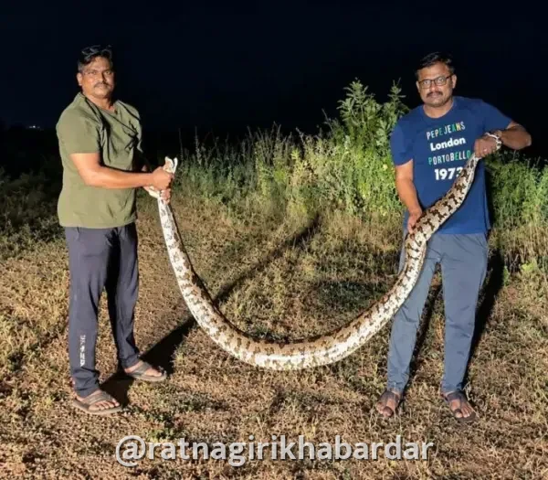 Python Rescued Chiplun: चिपळूण शहरात आरडीसीसी बँकेसमोर आढळला १२ फूट लांबीचा अजगर; सर्पमित्रांनी सुरक्षितरीत्या केले रेस्क्यू Python Rescued Chiplun: चिपळूण शहरात आरडीसीसी बँकेसमोर आढळला १२ फूट लांबीचा अजगर; सर्पमित्रांनी सुरक्षितरीत्या केले रेस्क्यू