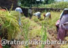 Ratnagiri Crop Damage: रत्नागिरीत कृषी विभागाचं पथक थेट बांधावर, पंचनाम्याला सुरुवात