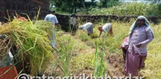 Ratnagiri Crop Damage: रत्नागिरीत कृषी विभागाचं पथक थेट बांधावर, पंचनाम्याला सुरुवात