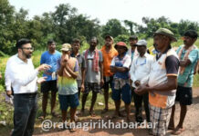 Ratnagiri Crop Damage: रत्नागिरीत पावसाच्या ओढीने भातशेती करपली; जिल्हाधिकारी मनुज जिंदल यांच्याकडून थेट शेतावर जाऊन पाहणी
