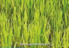 Ratnagiri Crop Damage Assessment: रत्नागिरी जिल्ह्यात ८,३४५ शेतकऱ्यांच्या २,६०१ हेक्टर पिकांचे पंचनामे पूर्ण!