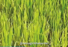 Ratnagiri Crop Damage Assessment: रत्नागिरी जिल्ह्यात ८,३४५ शेतकऱ्यांच्या २,६०१ हेक्टर पिकांचे पंचनामे पूर्ण!