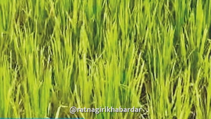Ratnagiri Crop Damage Assessment: रत्नागिरी जिल्ह्यात ८,३४५ शेतकऱ्यांच्या २,६०१ हेक्टर पिकांचे पंचनामे पूर्ण! Ratnagiri Crop Damage Assessment: रत्नागिरी जिल्ह्यात ८,३४५ शेतकऱ्यांच्या २,६०१ हेक्टर पिकांचे पंचनामे पूर्ण!