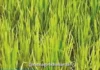 Ratnagiri Crop Damage: रत्नागिरी जिल्ह्यात दुष्काळामुळे १२,८५० हेक्टरवरील पिके बाधित, ४३,९७८ शेतकऱ्यांना फटका