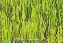 Ratnagiri Crop Damage: रत्नागिरी जिल्ह्यात दुष्काळामुळे १२,८५० हेक्टरवरील पिके बाधित, ४३,९७८ शेतकऱ्यांना फटका