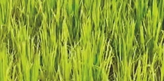 Ratnagiri Crop Damage: रत्नागिरी जिल्ह्यात दुष्काळामुळे १२,८५० हेक्टरवरील पिके बाधित, ४३,९७८ शेतकऱ्यांना फटका