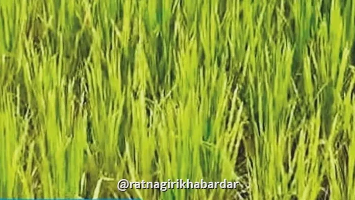 Ratnagiri Crop Damage: रत्नागिरी जिल्ह्यात दुष्काळामुळे १२,८५० हेक्टरवरील पिके बाधित, ४३,९७८ शेतकऱ्यांना फटका Ratnagiri Crop Damage: रत्नागिरी जिल्ह्यात दुष्काळामुळे १२,८५० हेक्टरवरील पिके बाधित, ४३,९७८ शेतकऱ्यांना फटका