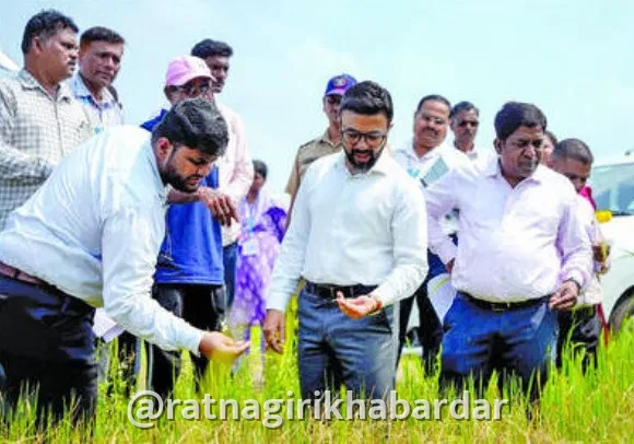 Ratnagiri Crop Loss Damage Assessment Report: रत्नागिरी जिल्ह्यात १३ हजार हेक्टरवरील पंचनामे पूर्ण Ratnagiri Crop Loss Damage Assessment Report: रत्नागिरी जिल्ह्यात १३ हजार हेक्टरवरील पंचनामे पूर्ण