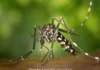 Ratnagiri Dengue Malaria Cases: रत्नागिरी साथीच्या आजारांत वाढ; जिल्ह्यात डेंग्यूचे ६९, तर मलेरियाचे १९८ रुग्ण; आरोग्य यंत्रणा सतर्क