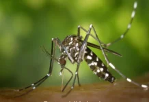 Ratnagiri Dengue Malaria Cases: रत्नागिरी साथीच्या आजारांत वाढ; जिल्ह्यात डेंग्यूचे ६९, तर मलेरियाचे १९८ रुग्ण; आरोग्य यंत्रणा सतर्क