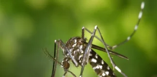 Ratnagiri Dengue Malaria Cases: रत्नागिरी साथीच्या आजारांत वाढ; जिल्ह्यात डेंग्यूचे ६९, तर मलेरियाचे १९८ रुग्ण; आरोग्य यंत्रणा सतर्क