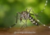 Ratnagiri Dengue Outbreak: रत्नागिरी जिल्ह्यात डेंग्यू आणि मलेरियाचा धुमाकूळ; १० महिन्यांत ९२ रुग्ण; एकट्या रत्नागिरी शहरात ५२ बाधित