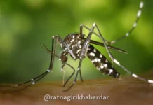 Ratnagiri Dengue Outbreak: रत्नागिरी जिल्ह्यात डेंग्यू आणि मलेरियाचा धुमाकूळ; १० महिन्यांत ९२ रुग्ण; एकट्या रत्नागिरी शहरात ५२ बाधित