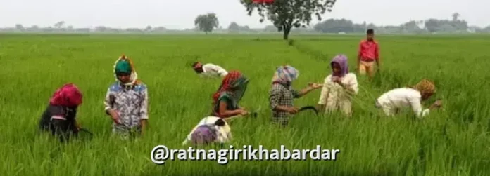 Ratnagiri Farm Loan Waiver: रत्नागिरी जिल्ह्यात २२ कोटी ७८ लाखांची कर्जमाफी; सुमारे ४ हजार ८३९ शेतकऱ्यांना दिलासा