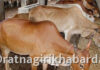 Ratnagiri Fodder Availability: रत्नागिरी जिल्ह्यात ८५ हजार मेट्रिक टन चारा उपलब्ध; दुष्काळाच्या पार्श्वभूमीवर प्रशासनाचे मोठे नियोजन