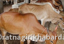 Ratnagiri Fodder Availability: रत्नागिरी जिल्ह्यात ८५ हजार मेट्रिक टन चारा उपलब्ध; दुष्काळाच्या पार्श्वभूमीवर प्रशासनाचे मोठे नियोजन