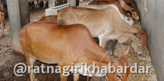 Ratnagiri Fodder Availability: रत्नागिरी जिल्ह्यात ८५ हजार मेट्रिक टन चारा उपलब्ध; दुष्काळाच्या पार्श्वभूमीवर प्रशासनाचे मोठे नियोजन